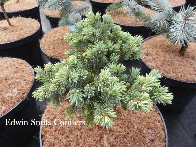 Picea glauca 'Black Lake'